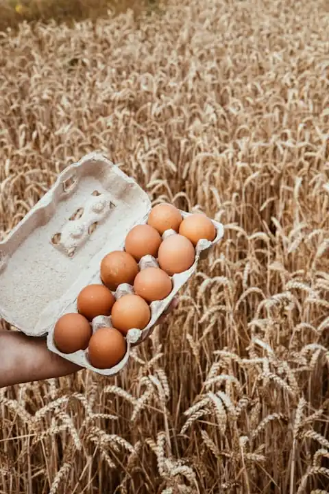 Polska ferma – Agrofarm Jaja